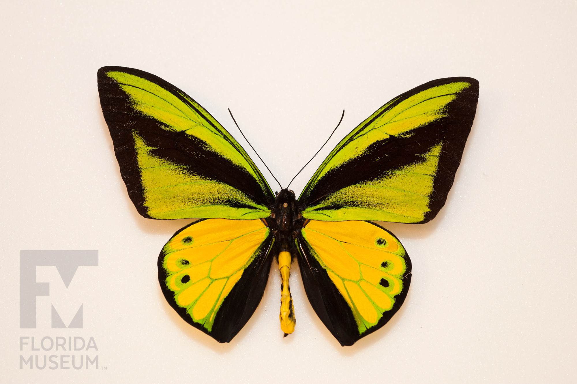 Ornithoptera goliath supremus REAL framed butterfly high quality green gold birdwing Papua