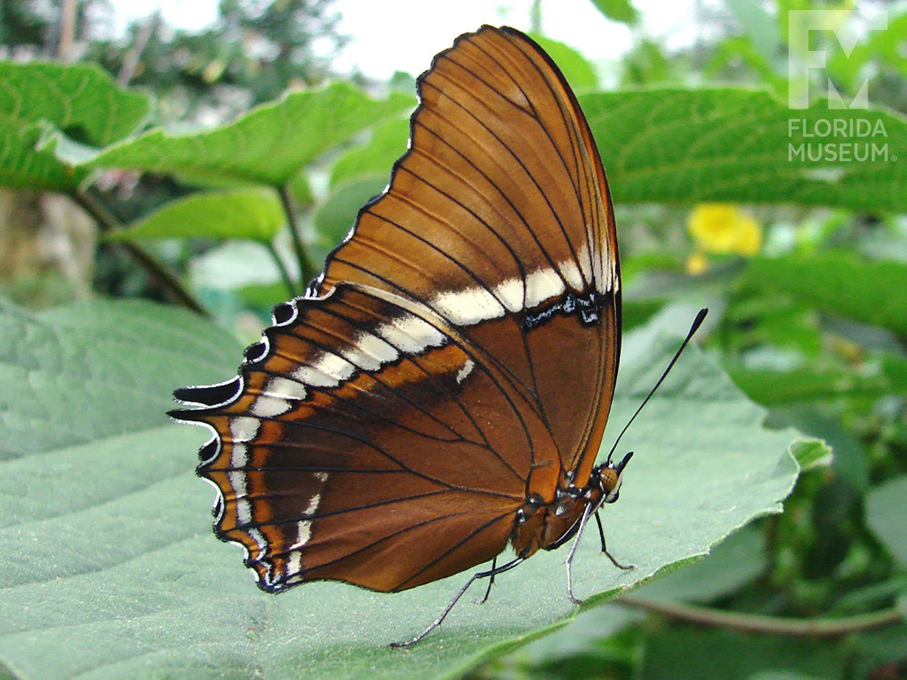 ReelFlies Stream-R-Nymph Brown - RF-9371