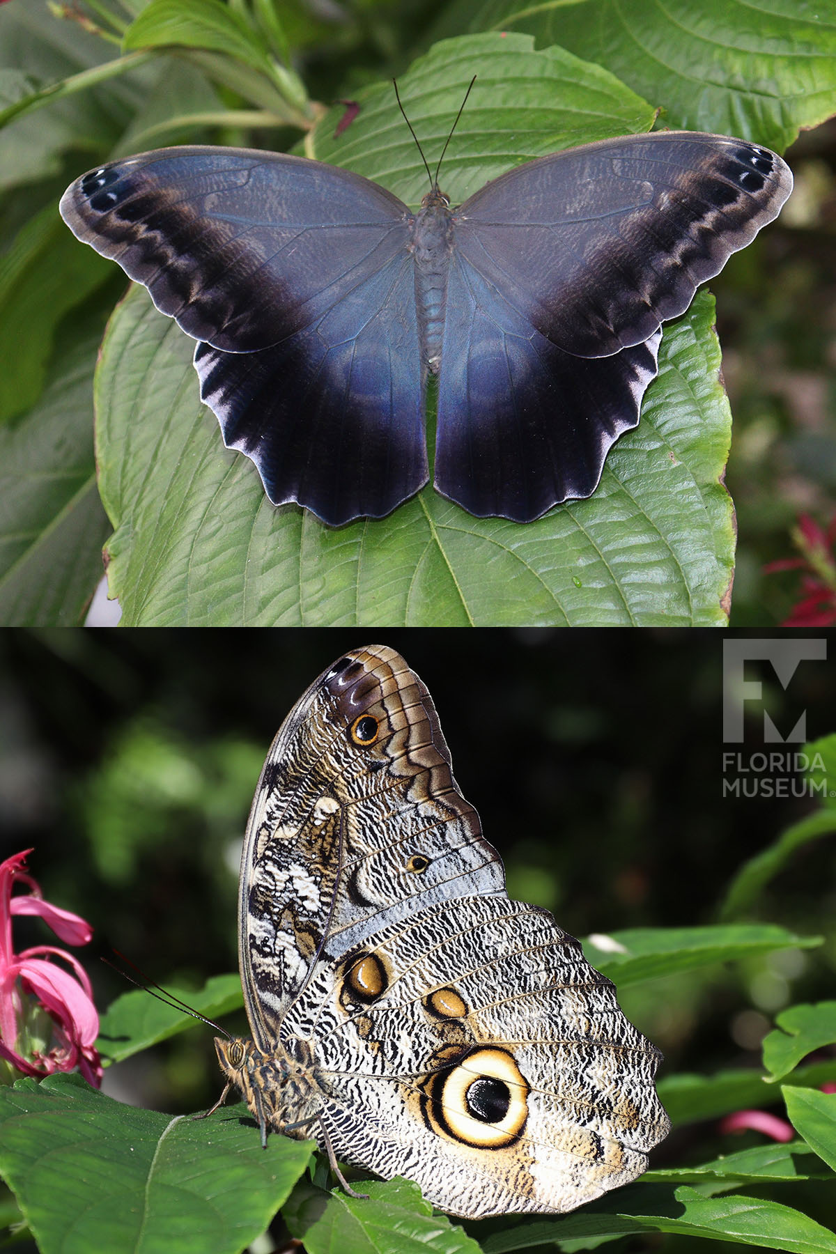 Brazilian Owl Butterfly in Frame