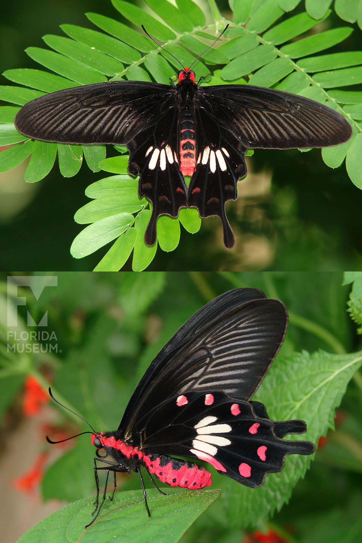 African, Asian & Oceanian Butterflies | Frontier Forums