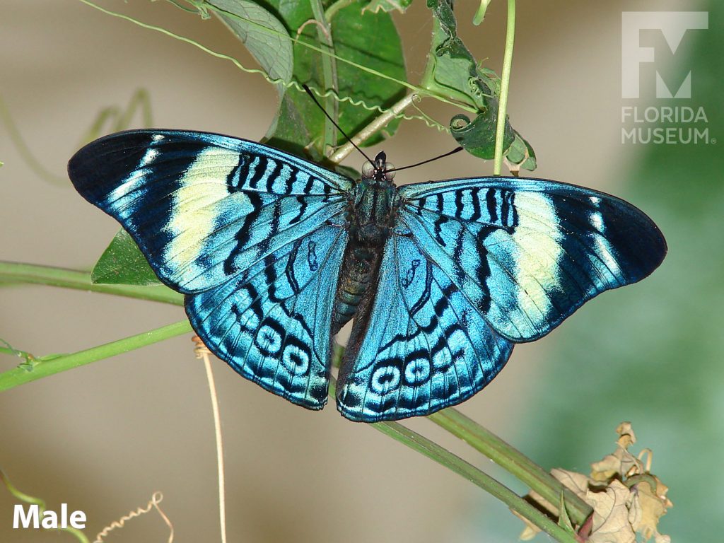 Male Procilla Beauty butterfly with open wings. Butterfly is iridescent blue with any black markings and black and white bands near the tips.