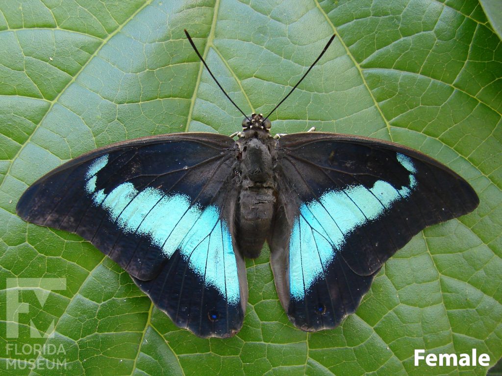 Female Purple King Shoemaker butterfly with open wings. Butterfly is black with iridescent blue markings.