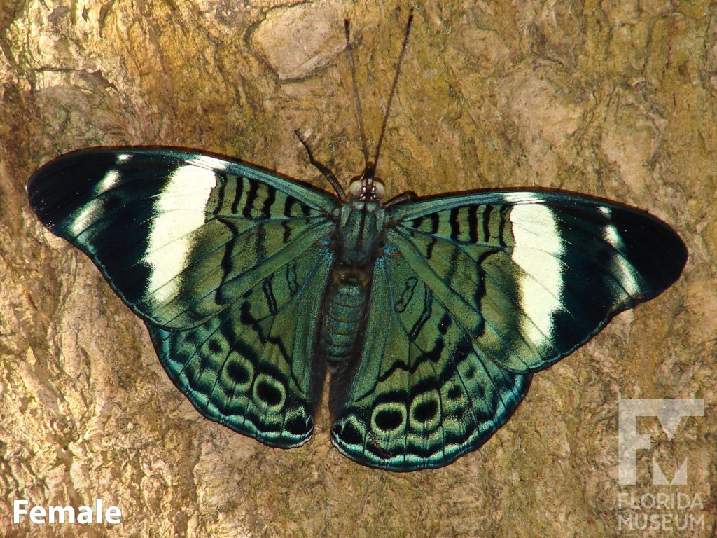 Female Procilla Beauty butterfly with open wings. Butterfly is iridescent green-blue with many black markings and black and white bands near the tips.