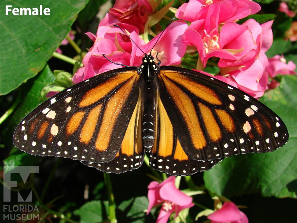 Female Monarch butterfly with open wings. Butterfly is orange with thick black vein-stripes and a black border. The border is speckled with white dots.