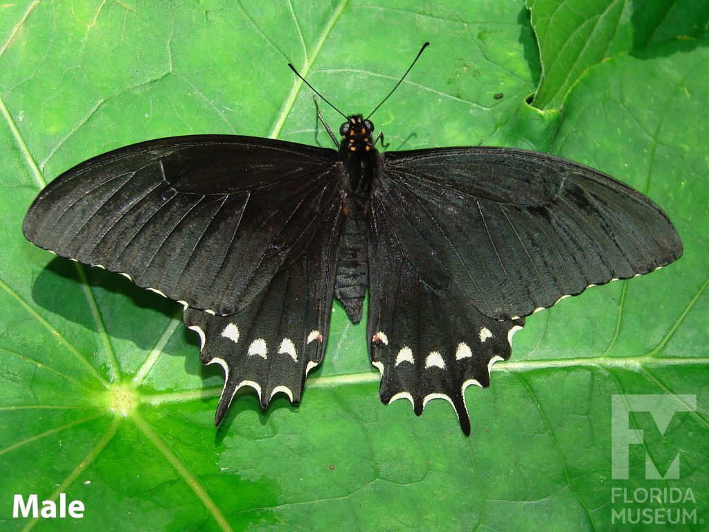 Male Pale-spotted Swallowtail butterfly with open wings. Butterfly is black with white marking on the lower wing. The lower wing ends in several points.