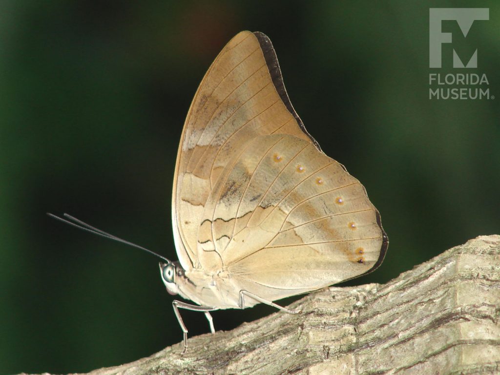 Silver King Shoemaker butterfly with closed wings. Male and female butterflies look similar. Butterfly is a mottled tan and light brown.