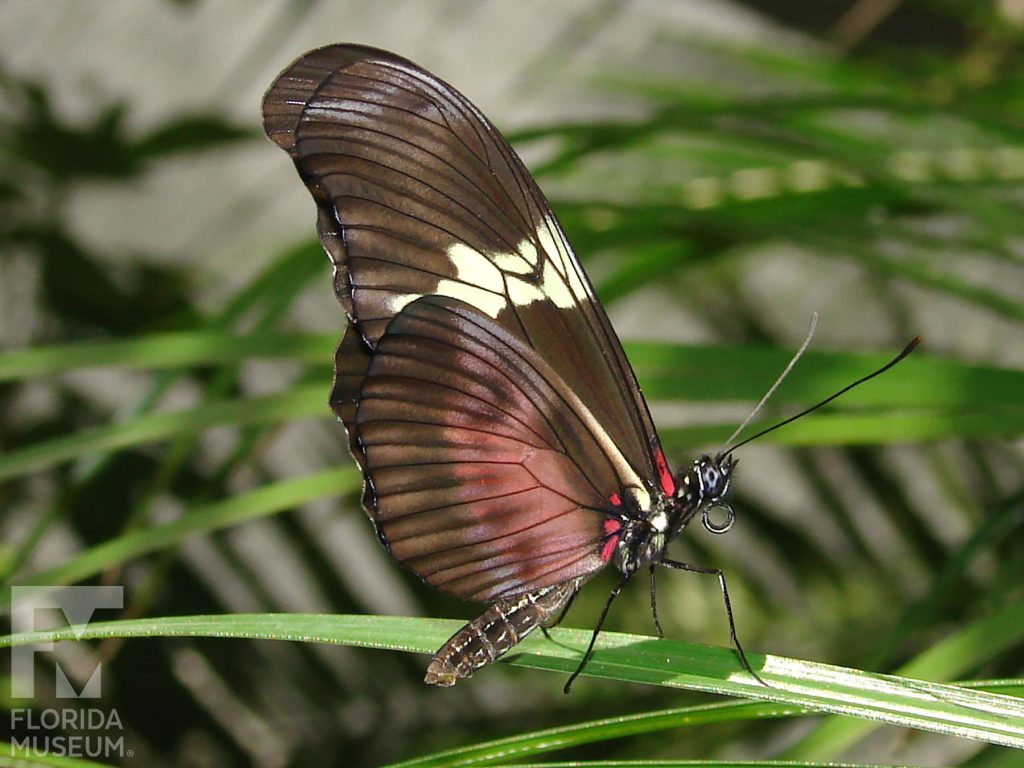 Mexican Longwing Butterfly with wings closed. Male and female butterflies look similar. Butterfly is brown with light red and cream markings.