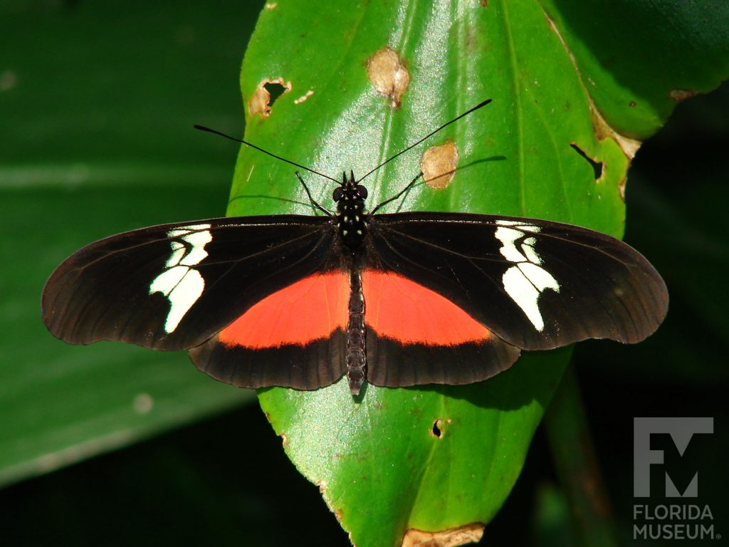 Mexican Longwing Butterfly with wings open. Male and female butterflies look similar. Butterfly is black with red and cream markings.