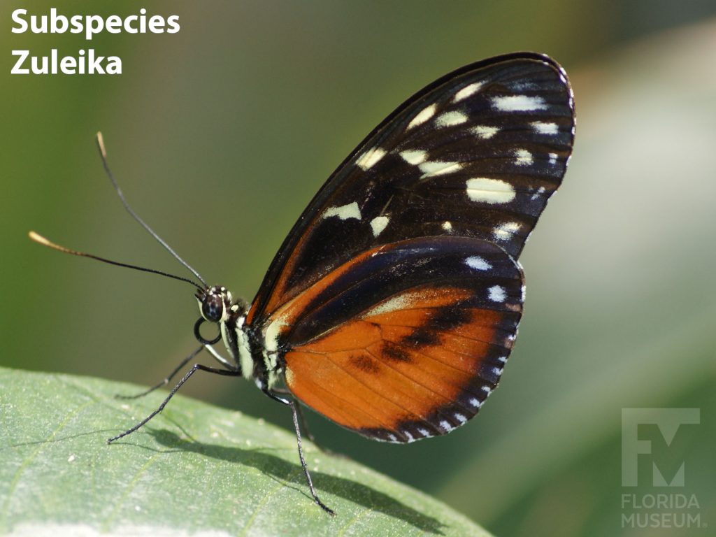 Golden Longwing butterfly Subspecies Zuleika with wings closed. Butterfly is black with orange markings fanning out from the center and many cream-colored spots near the wing tips