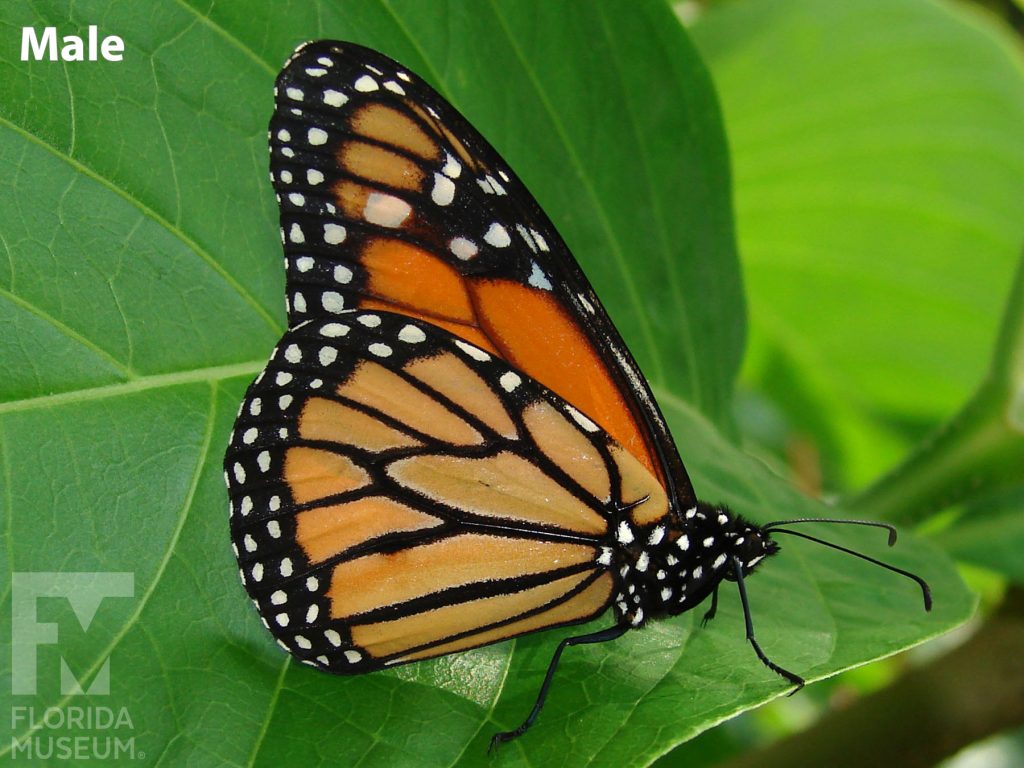 Male Monarch butterfly with closed wings. Butterfly is orange with black vein-stripes and a black border. The border is speckled with white dots.