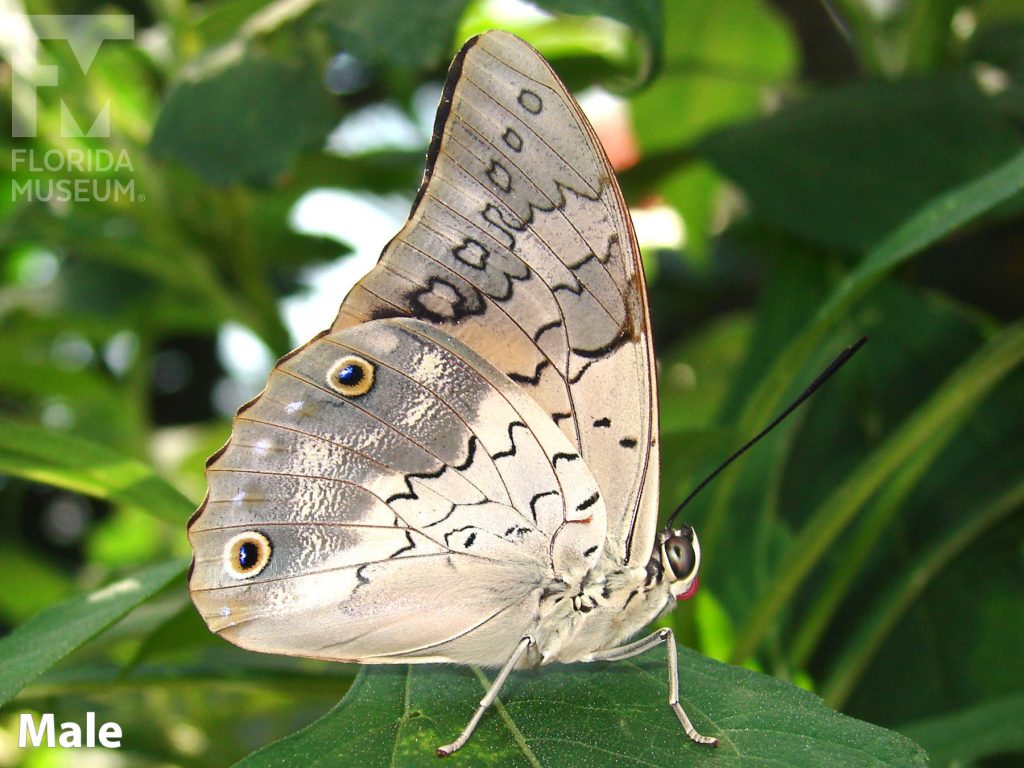 Male Purple King Shoemaker butterfly with closed wings. Butterfly is mottled grey with thin black markings