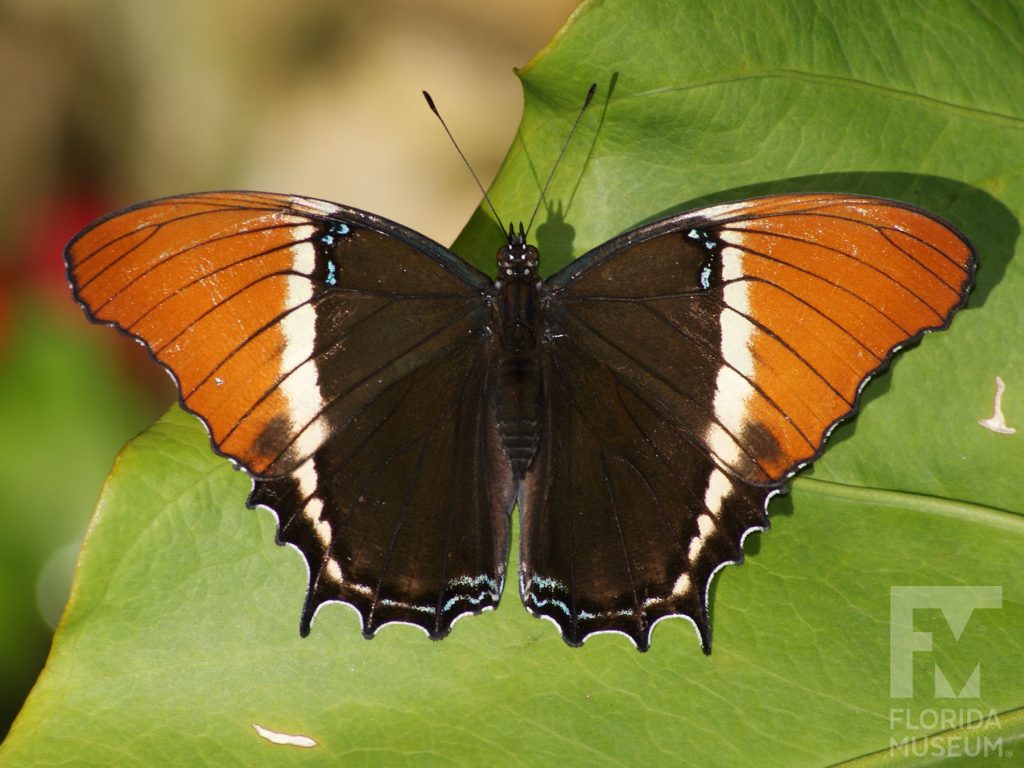 Rusty tipped Page Butterfly, with wings open butterfly is brown with a stripe of cream and orange tips.