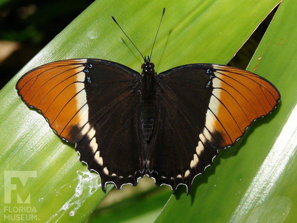 Rusty tipped Page Butterfly, with wings open butterfly is brown with a stripe of cream and orange tips.