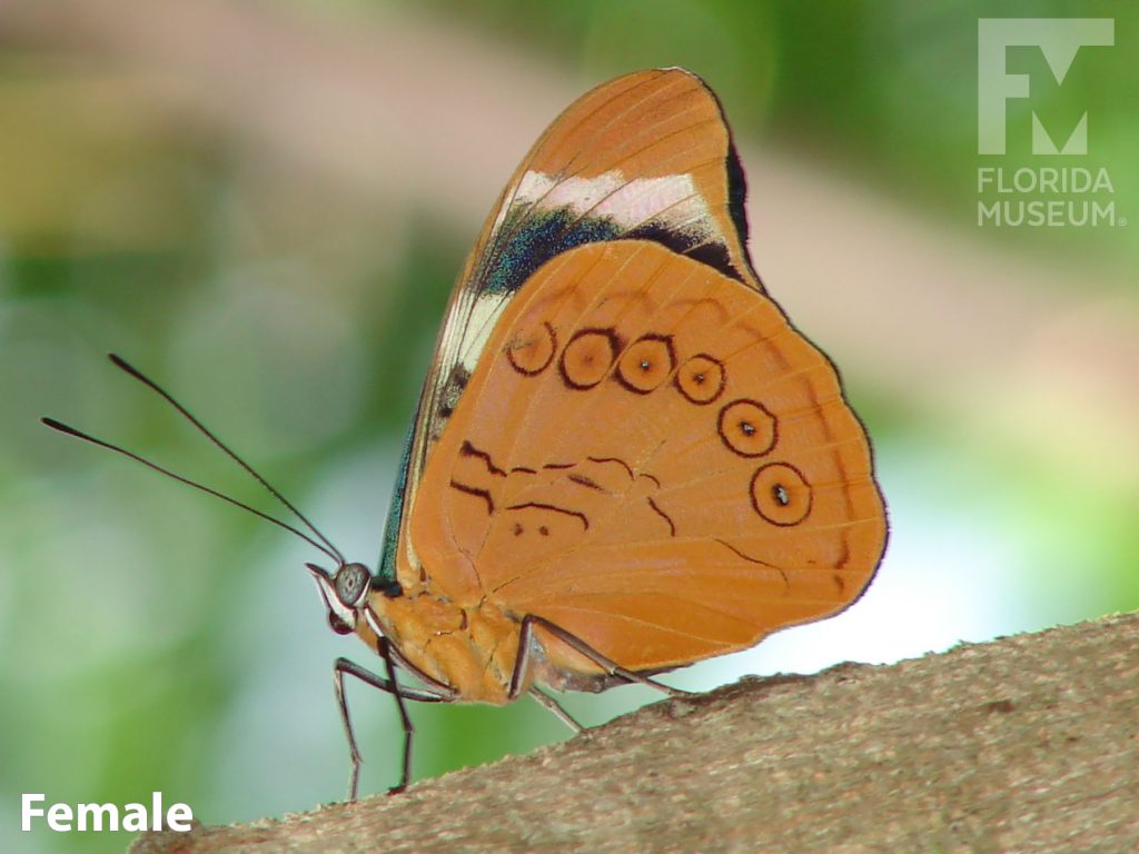 Female Procilla Beauty butterfly with closed wings. Butterfly is orange with light black markings.