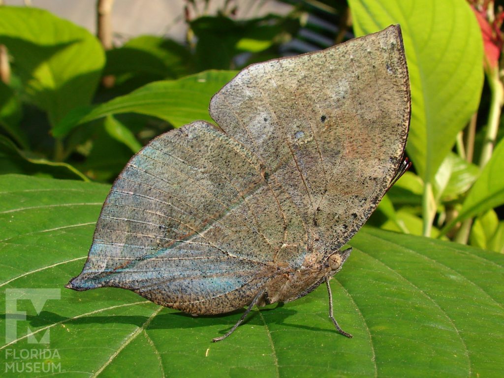 Indian Leaf Butterfly. Male and Female butterflies look similar. With wings closed butterfly is brown and looks like a leaf.