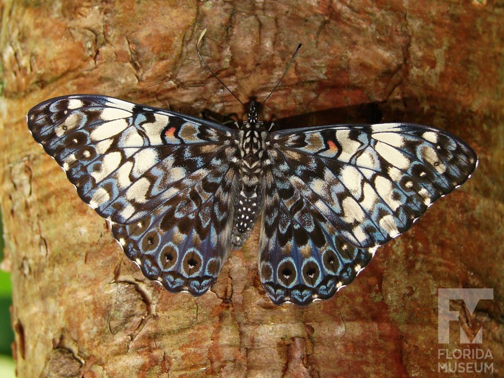 Orange Cracker Butterfly with its wings open the butterfly is blue-grey with many small grey, brown, and cream markings.