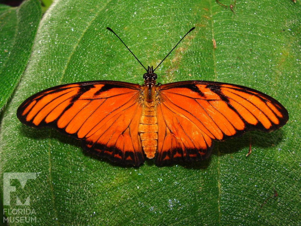 Silverspot butterfly with wings open. Male and female butterflies similar. Butterfly is orange with black edges