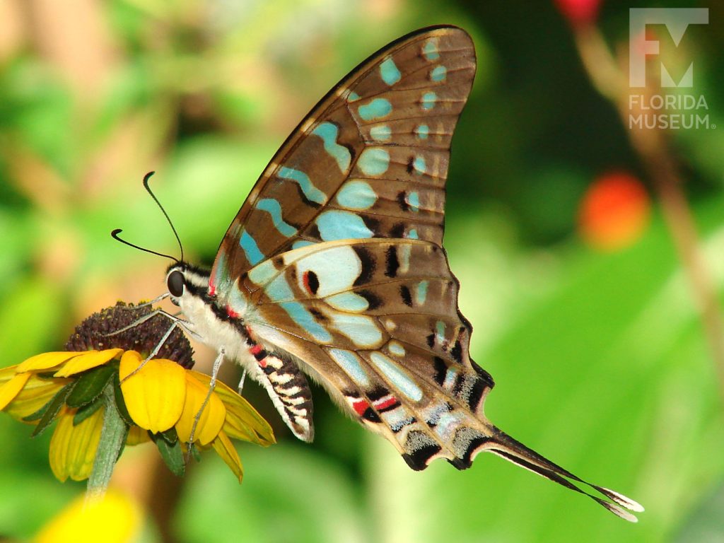 Large-striped Swordtail Butterfly with its wings closed. The lower wings end in a long thin point. Butterfly is light brown with pale green markings.