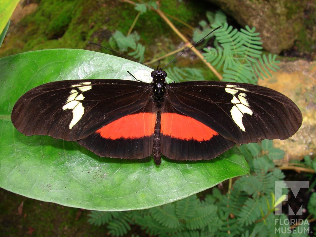 Mexican Longwing Butterfly with wings open. Male and female butterflies look similar. Butterfly is black with red and cream markings.