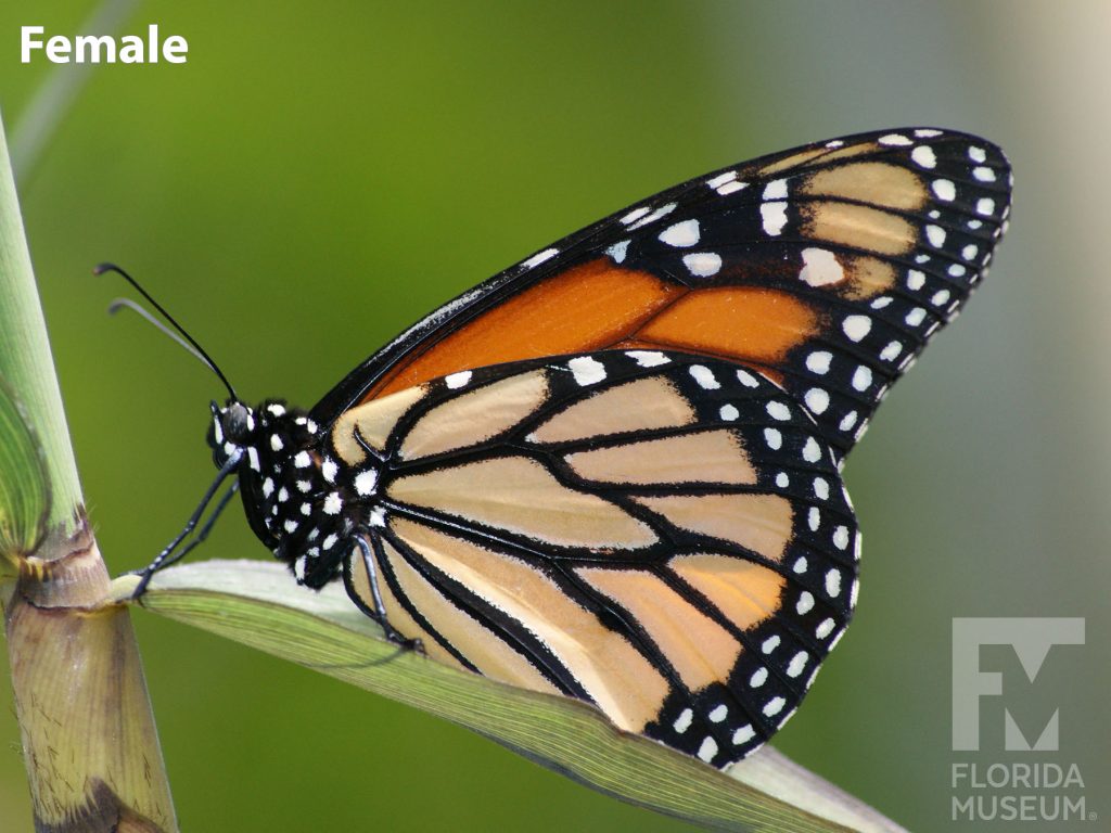 Female Monarch butterfly with closed wings. Butterfly is orange with thick black vein-stripes and a black border. The border is speckled with white dots. The lower wing is a pale orange, upper a deeper color.