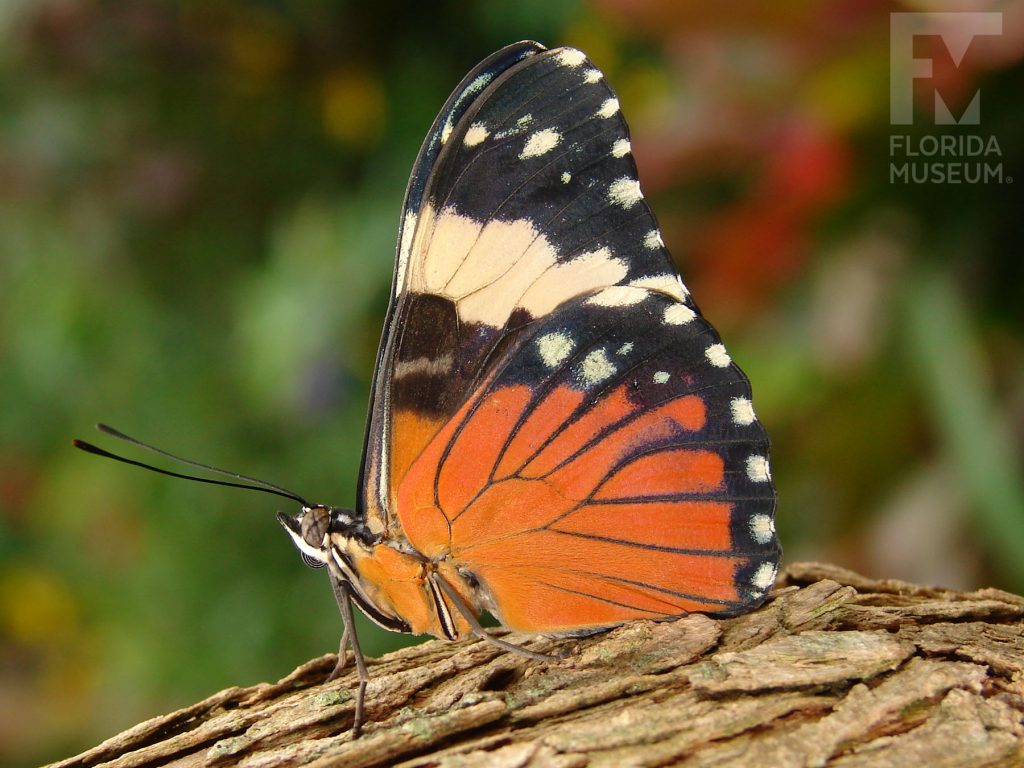 Orange Cracker Butterfly with wings closed. Male and female butterflies look similar. With its wings closed the butterfly is black, cream, and orange.