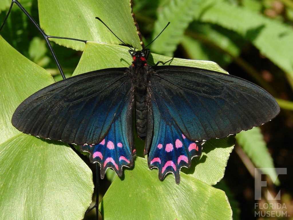 Pink-spotted Cattleheart Butterfly with wings open. Butterfly is black with bright red marking along the lower wing. Lower wing is iridescent.