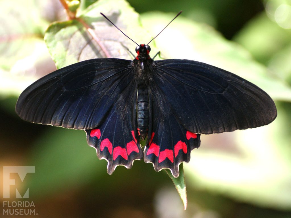 Montezuma’s Cattleheart Butterfly with wings open. Butterfly is black with bright red marking along the lower wing.