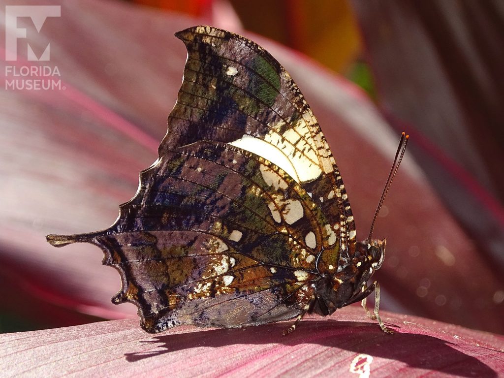 Silver-studded Leafwing Butterfly with wings closed butterfly is brown and looks like a leaf.