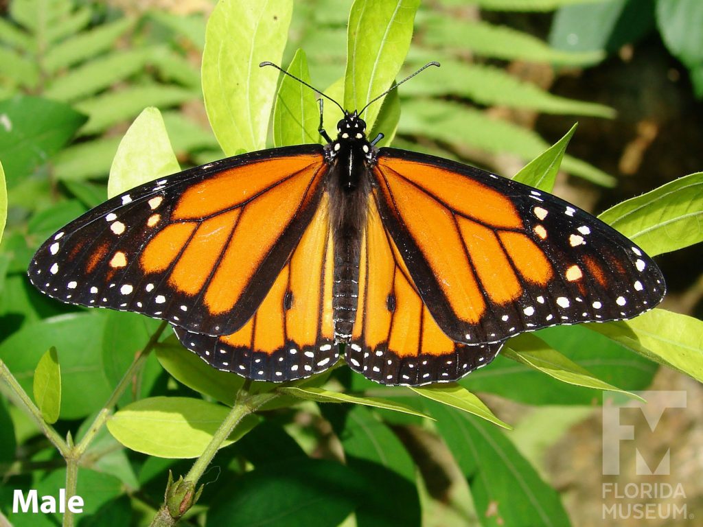 Male Monarch butterfly with open wings. Butterfly is orange with black vein-stripes and a black border. The border is speckled with white dots.