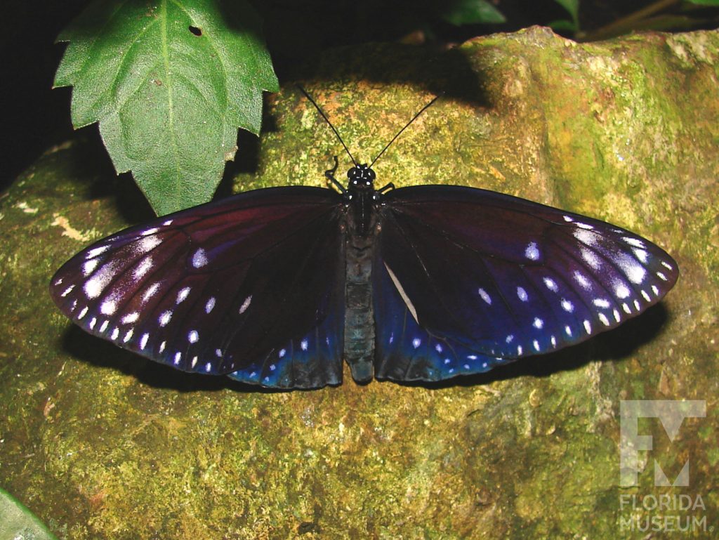 King Crow butterfly with open wings. Male and female butterflies look similar. Butterfly is dark brown with white spots near the wing tips. The lower wings have an iridescent blue sheen.