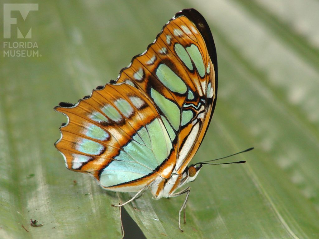 Malachite Butterfly with closed wings is light brown with many light green, darker brown and cream colored markings.