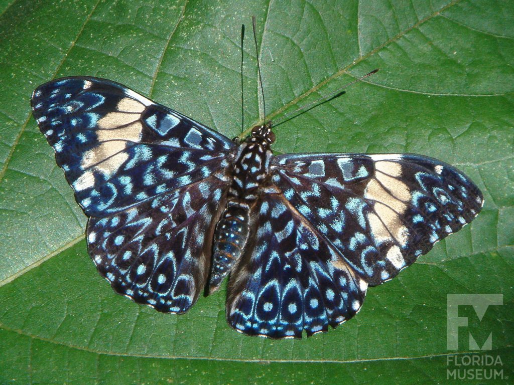 Red Cracker Butterfly with its wings open the butterfly is blue with many black markings and cream colored stripes to top of the wings.