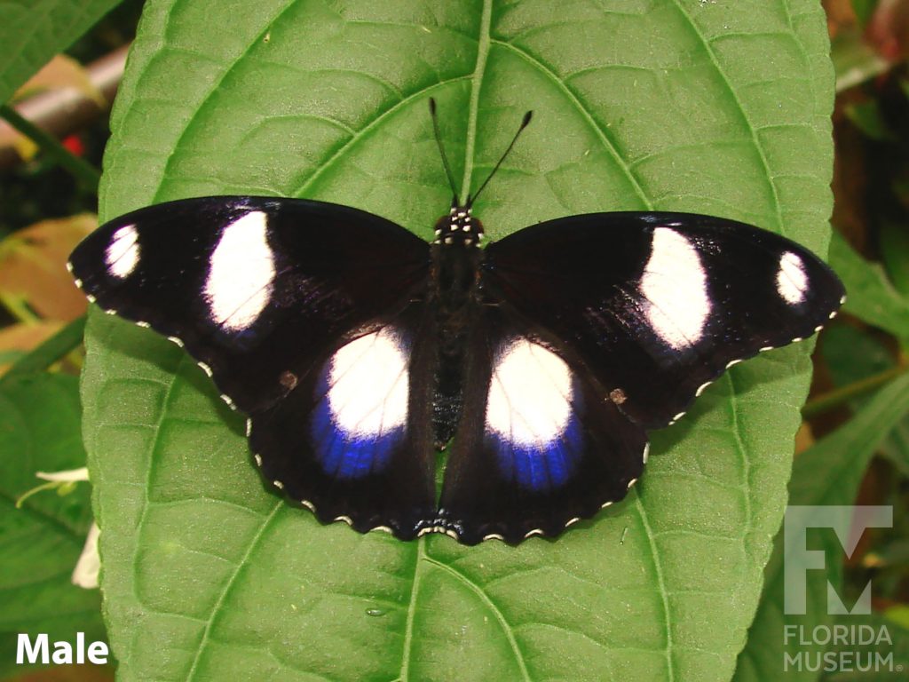 Male Mimic Eggfly butterfly with open and closed wings. Butterfly is black with three large white spots on each wing. The spot on the lower wing is surrounded with an iridescent blue