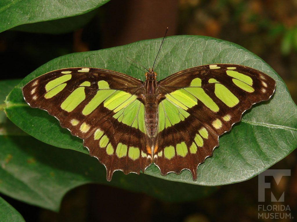 Malachite Butterfly with open wings are brown with many yellow-green markings