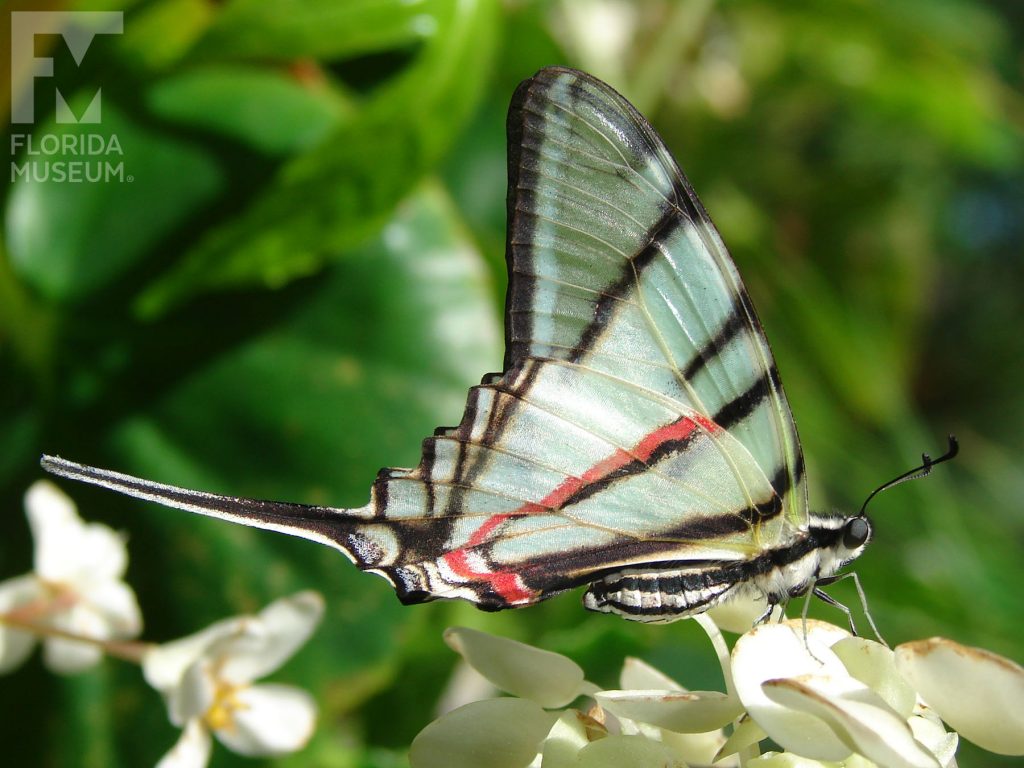 Mexican Kite Swallowtail Butterfly with wings closed.- The lower wings end in a long thin point. The butterfly is semi-transparent white with black stripes. A red thin stripe is at the center of the lower wing. Male and female butterflies look similar.