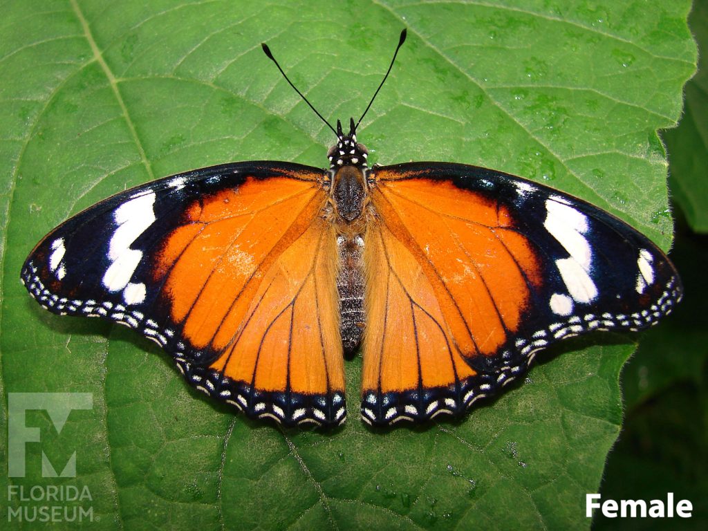 Female Mimic Eggfly butterfly with open wings. Butterfly is orange with black tips and a border. The black has small white dots and bands.