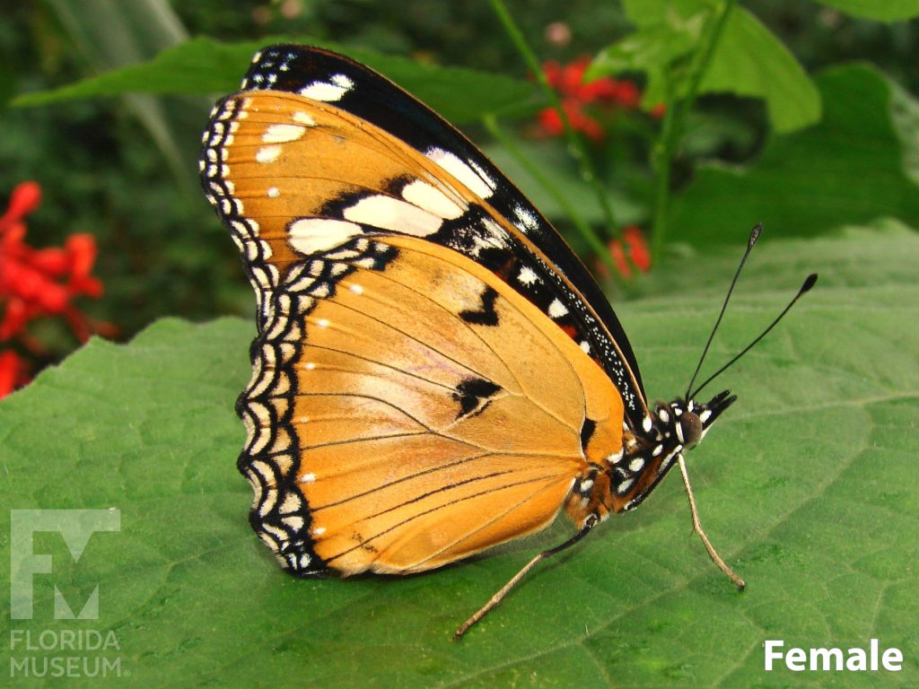 Female Mimic Eggfly butterfly with closed wings. Butterfly is orange with a black and white border.