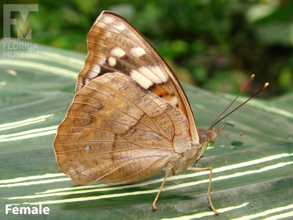 Female Nicaraguan Emperor butterfly with closed wings. Butterfly is tan with mottled brown spots with rows of cream colored markings.