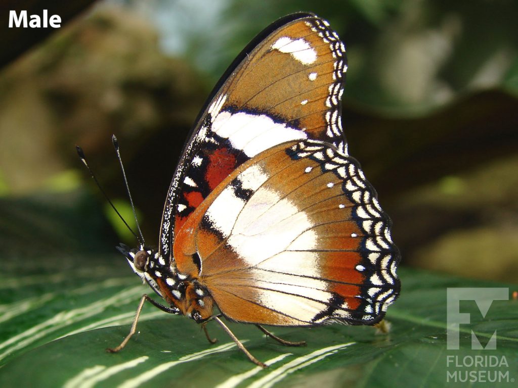 Male Mimic Eggfly butterfly with closed wings. Butterfly is brown with a white stripe and a black and white border.