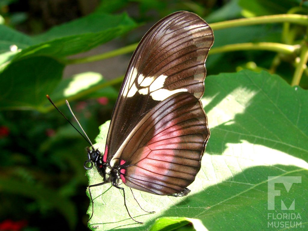 Mexican Longwing Butterfly with wings closed. Male and female butterflies look similar. Butterfly is brown with light red and cream markings.