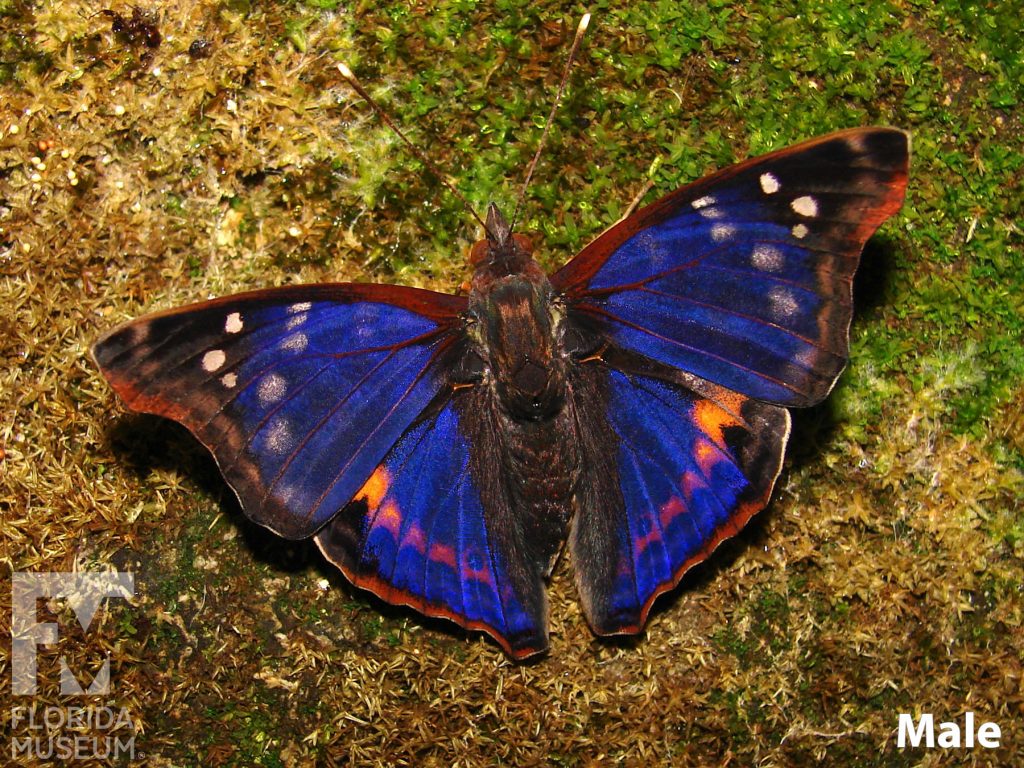 Male Nicaraguan Emperor butterfly with open wings. Butterfly is a deep blue with large black tips. The black tips have small white dots. Small orange dots run in a long along the lower wing.