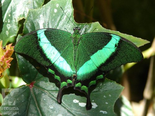 Emerald Swallowtail – Exhibits