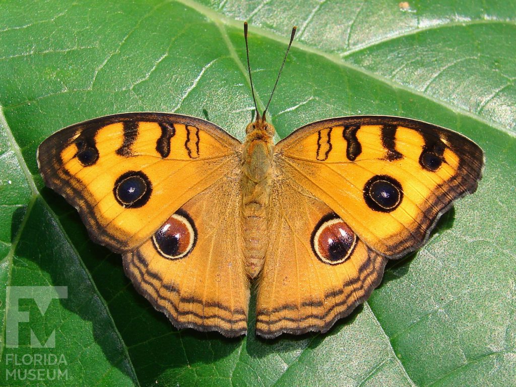 Peacock Pansy butterfly with open wings. Male and female butterflies look similar. Butterfly is orange yellow with an eye-spot on the upper and lower wings and black and brown stripes on the the wing edges.