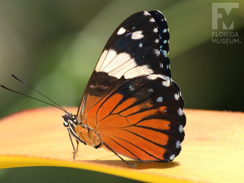 Orange Cracker Butterfly with wings closed. Male and female butterflies look similar. With its wings closed the butterfly is black, cream, and orange.