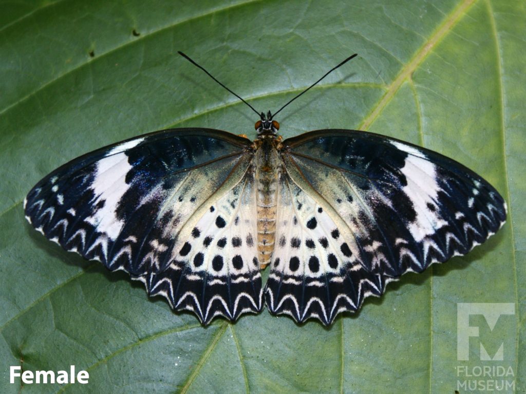 Female Leopard Lacewing Butterfly with wings open is grey with black edges and patters along the edges