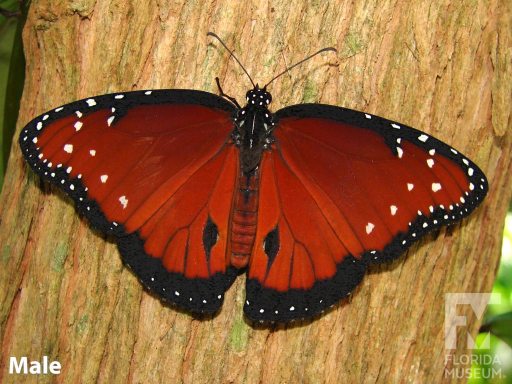 Male Queen butterfly ID photo with open wings. Butterfly is dark orange with very faint black stripes and dark edges. White dots are scattered near the wing tips.