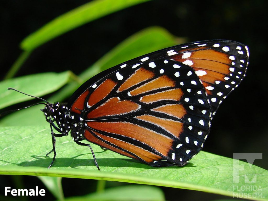 Female Queen butterfly ID photo with closed wings. Butterfly is muted orange with black stripes and edges. White dots are scattered across the black markings
