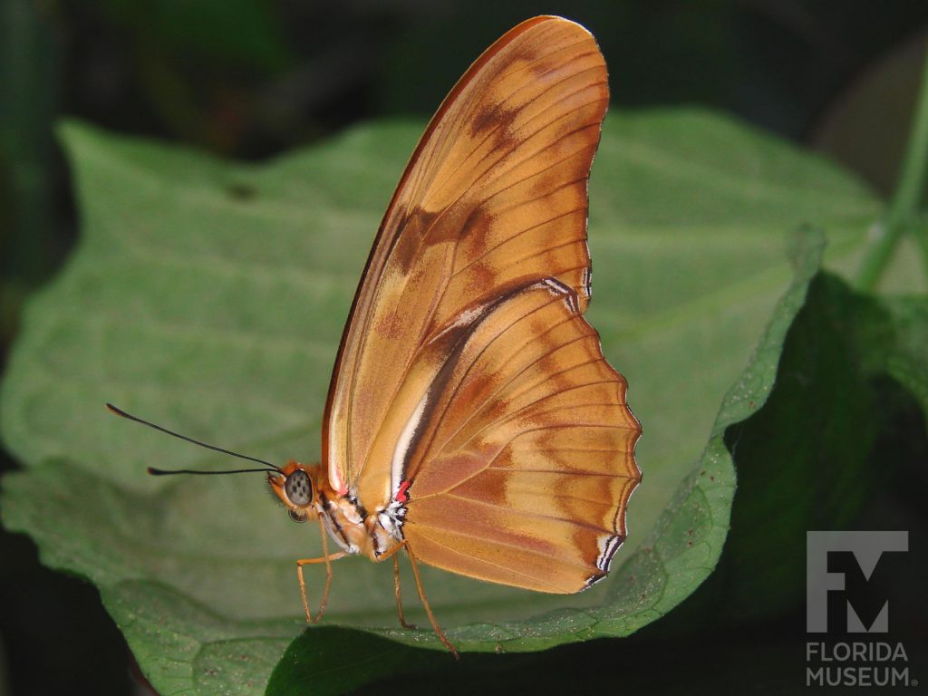 Julia butterfly with wings closed. Male and female butterflies similar. Butterfly is reddish-tan with darker brown markings.