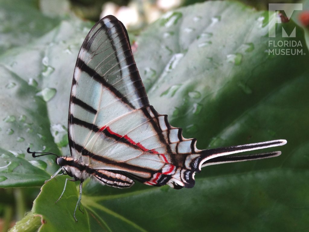 Mexican Kite Swallowtail Butterfly with wings closed.- The lower wings end in a long thin point. The butterfly is semi-transparent white with black stripes. A red thin stripe is at the center of the lower wing. Male and female butterflies look similar.