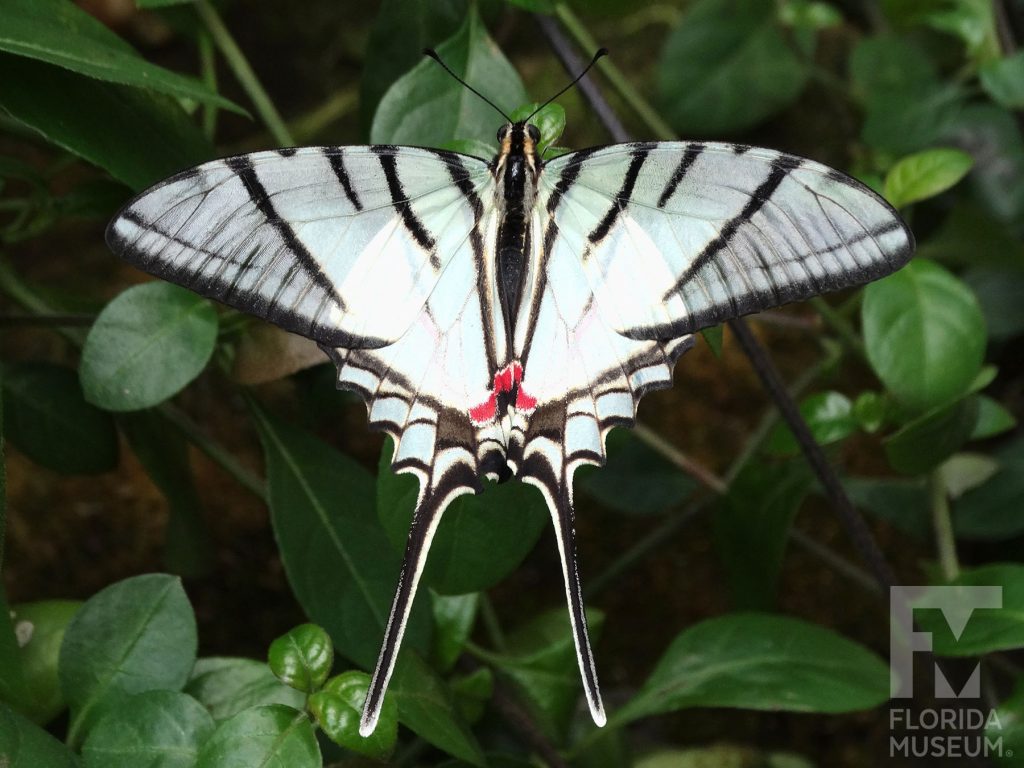 Mexican Kite Swallowtail Butterfly with wings open. The lower wings end in a very long thin point. The butterfly is semi-transparent white with black stripes and border. There is small red marking at the end of the body. Male and female butterflies look similar.